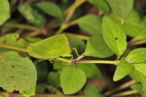 Insect Camouflage | Conservation India