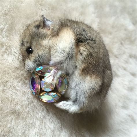 Clutch Taxidermy Dwarf Hamster Brooch By Precious Creature Taxidermy