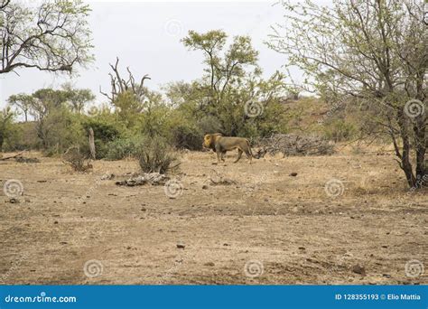 Male Lion Walking Away After Hiding In Bush Kruger National Park South