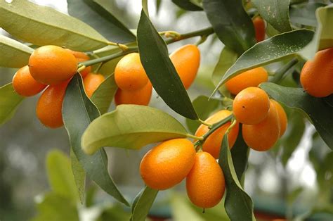 Pianta Di Kumquat In Vaso Cm Pre Bonsai Mandarino Cinese Foto Reali