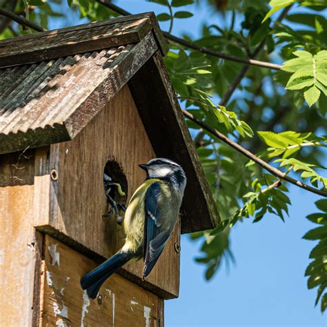 Why the RSPB wants you to count birds this January | Ideal Home