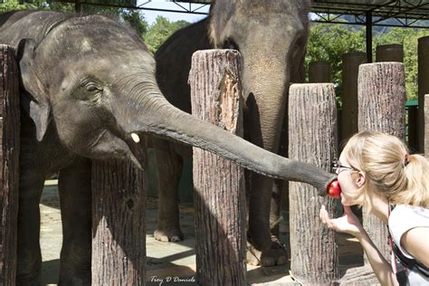 Kuala Gandah Elephant Sanctuary - Traveling Thru History