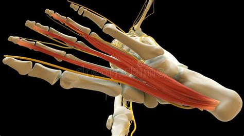 Flexor Digitorum Brevis Muscle Anatomy For Medical Concept 3D Rendering