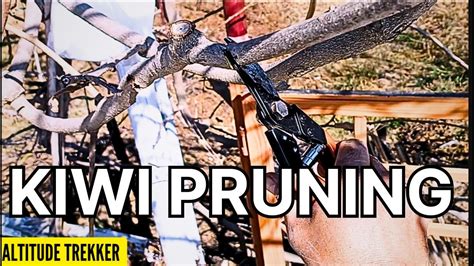 Training And Pruning Of Kiwi Plant How To Prune Kiwi Tree Kiwi