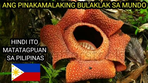 ANG PINAKAMALAKING BULAKLAK SA MUNDO HINDI ITO SA PILIPINAS