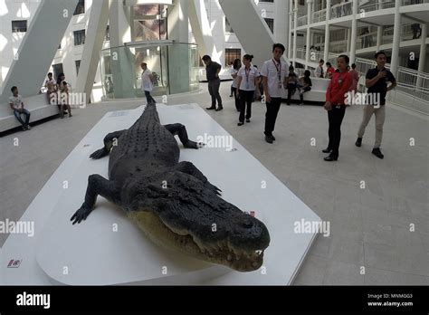 Philippines crocodile hi-res stock photography and images - Alamy