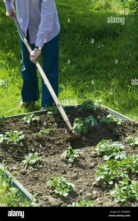 Potatoes Earthing Up Stock Photo Alamy