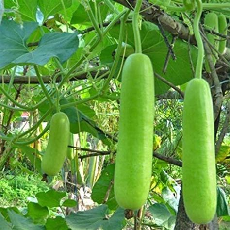 Kanaya Long Gourd Dudhi Zucca Lauki Seed Price In India Buy Kanaya Long Gourd Dudhi Zucca