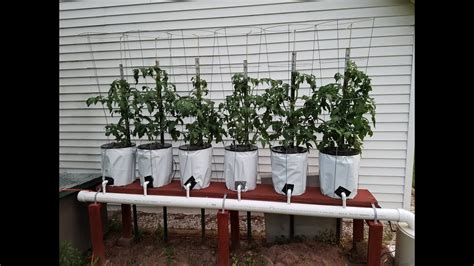 Growing Tomatoes Using Drip Irrigation