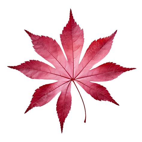 Japanese Maple Leaf Acer Palmatum, Leaf, Transparent PNG Transparent Image and Clipart for Free ...