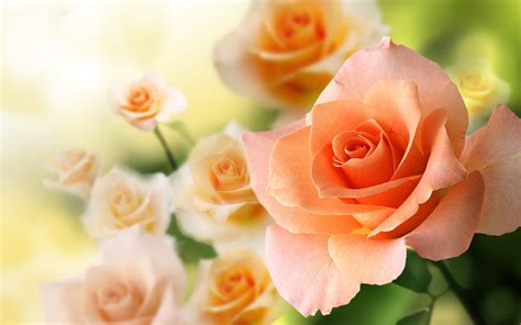 Peach Rose Wallpapers - Wallpaper Cave