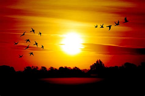 Royalty Free Photo Flocks Of Bird During The Horizon Pickpik