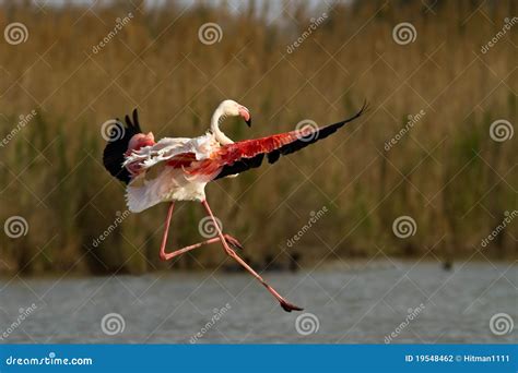 Flying Greater Flamingo Stock Photo Image Of Background 19548462