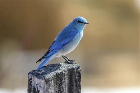 Mountain Bluebird male Photograph by Joseph Siebert - Fine Art America