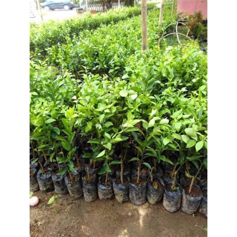 Jual Pohon Jeruk Santang Madu Tanaman Jeruk Santang Shopee Indonesia