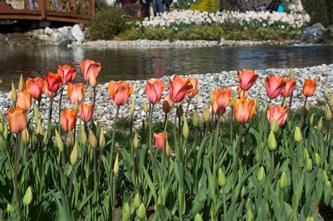 Premium Photo Fresh Tulip Of Orange Color