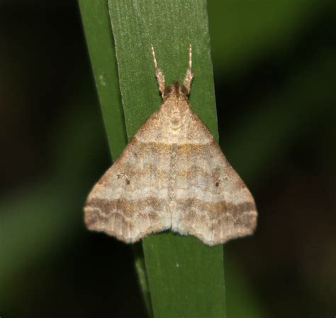 Wisconsin Butterflies And Moths Of North America