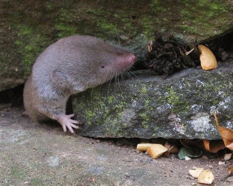 Blarine Short Tailed Shrew A Photo On Flickriver