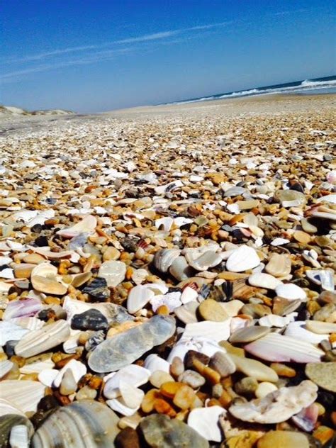 Shells On Pea Island Obx North Carolina Travel North Carolina