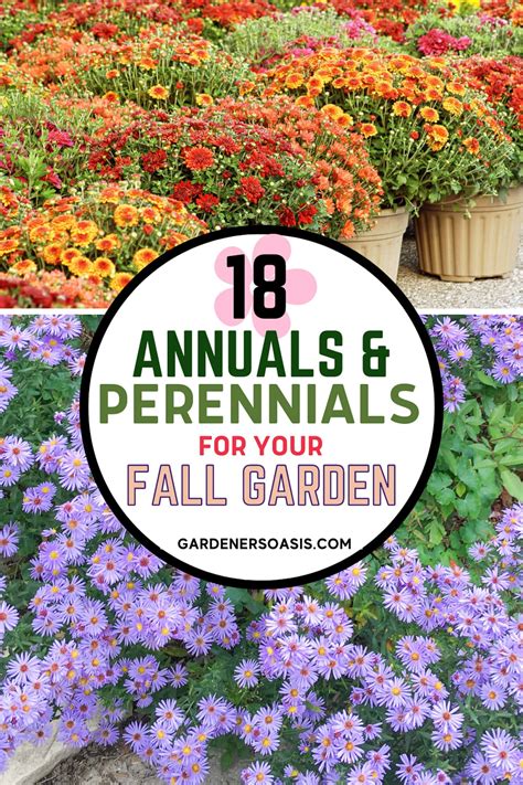 Fall Container Plants: 18 Eye-Catching Annuals & Perennials