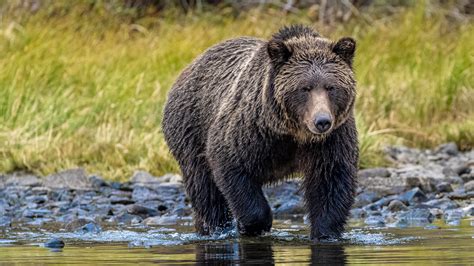 C Mo Empacar Alimentos De Forma Segura Al Acampar En Bear Country