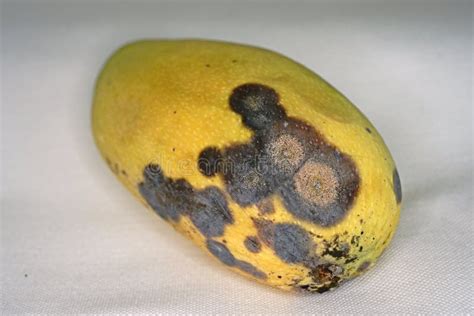 Pudrición De Frutos De Mango a Partir De Hongos Imagen de archivo