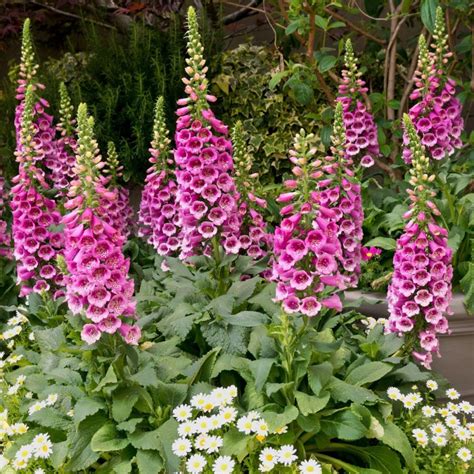 The Basics Of Growing Foxglove Plants Flower Magazine