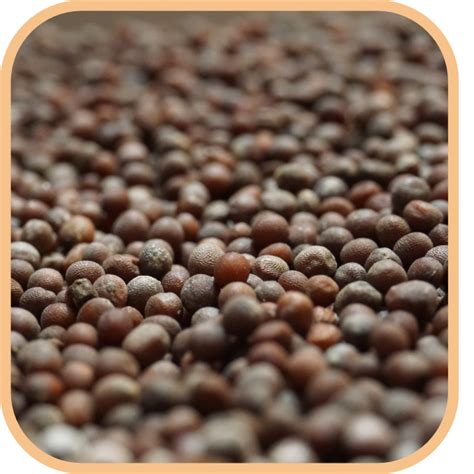 Mustard Seeds Black 2 Brothers Foods Online Wholefoods Health Foods Asian Foods And