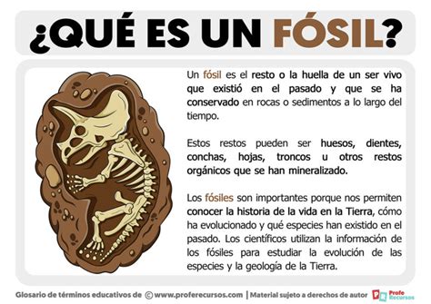 Qué es un Fósil Definición de Fósil