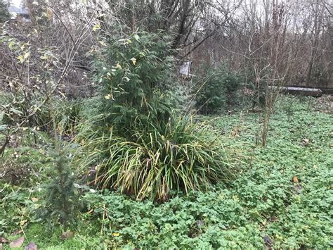 Hanging sedge identification and control - King County, Washington