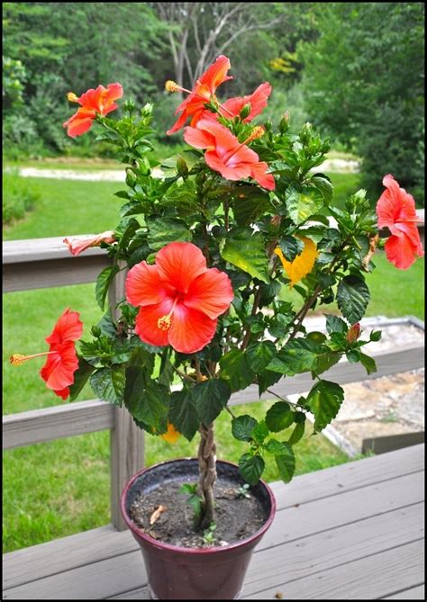 Braided Hibiscus Tree For Sale | The Garden