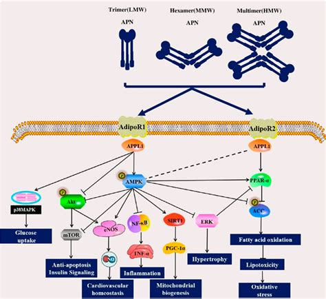 Figure 2 from Role of Adiponectin in Cardiovascular Diseases Related to ...