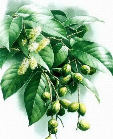 Terminalia chebula seed | BELL Garden Company,Wholesale Plant seeds ...