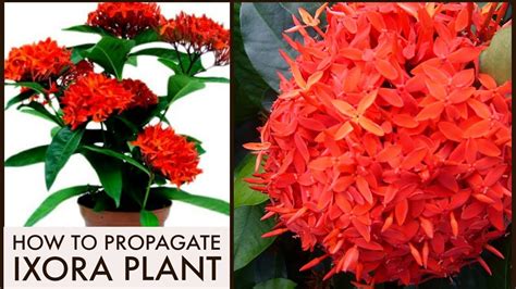 How To Propagate Ixora Plant Care And Tips Youtube