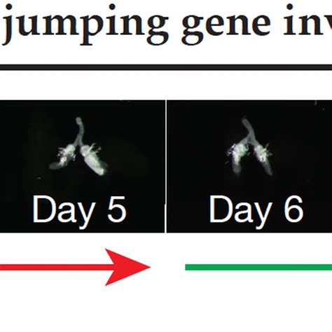 How Invading Jumping Genes are Thwarted | Carnegie Science