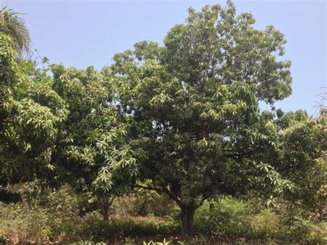 Types Of Mango Trees