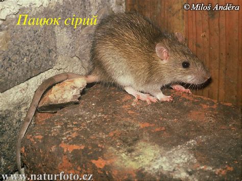 Презентація на тему: "Ссавці"
