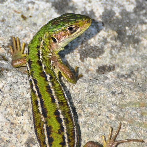 Lacerta bilineata Lézard à deux bandes ou Lézard vert oc Flickr