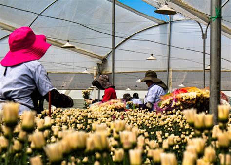 Aumenta La Exportaci N De Flores Por Crisis En Invernaderos Europeos