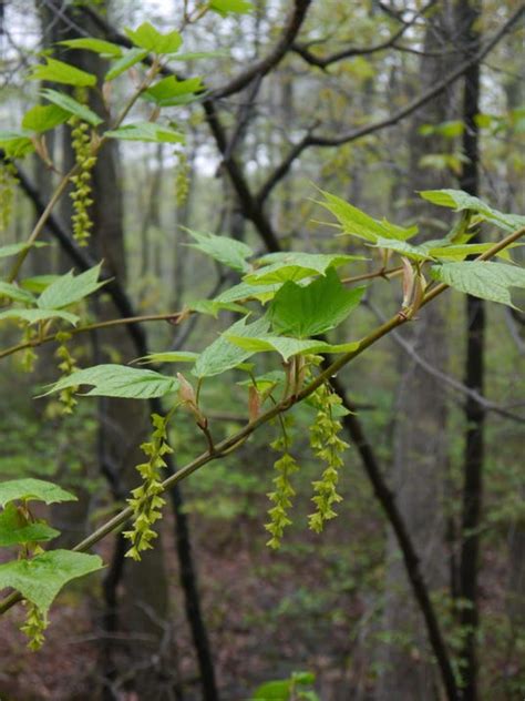 Species Spotlight: Striped Maple