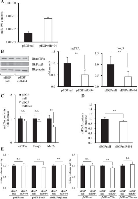 Figure 1 From MicroRNA 494 Regulates Mitochondrial Biogenesis In