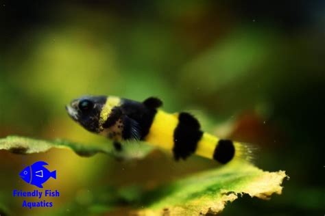 Bumblebee Goby For Sale In Harlow Friendly Fish Aquatics