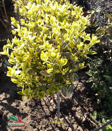 Euonymus Fortunei Emerald N Gold