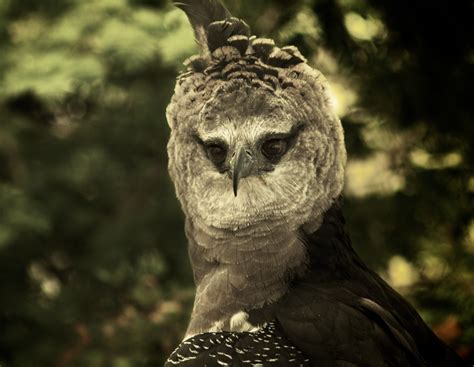 Guiana crested eagle : Dallas World Aquarium