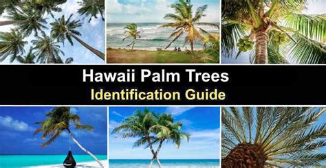 22 Hawaii Palm Trees With Pictures Identification Guide