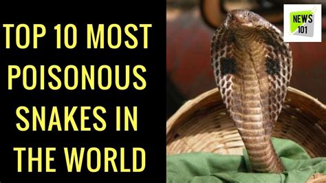 Top 10 Most Poisonous Snakes In The World दुनिया के 10 सबसे ज़हरीले