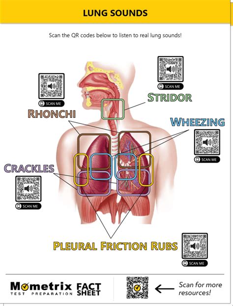 Different Types Of Lung Sounds Video And Faq