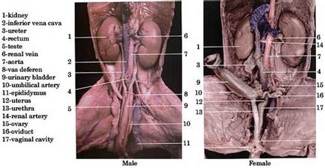 Urogenital System - Mannix's Science Nerdery