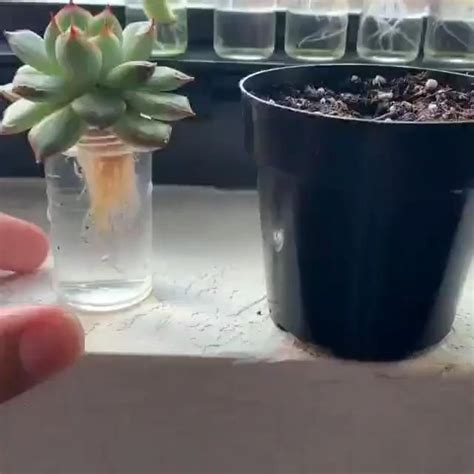 Water Propagation For Succulents Detailed Care Instruction Video