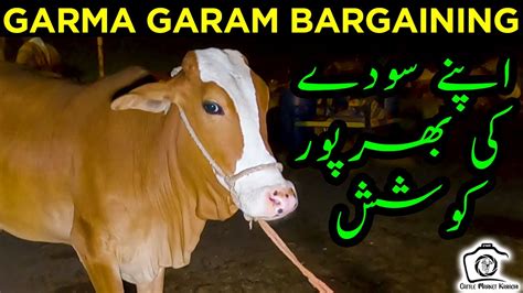 Heavy Bargaining At Block Sohrab Goth Cow Mandi Bakra Eid